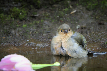 beautiful bird taking bath on the island madeira