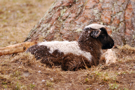 A young female lamb takes shelter in a depression during a snow squall; Yarmouth, Cape Cod, Massachusetts.