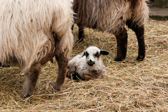 A lamb laying by her mother's side on a historic farm.; Taylor Bray Farm, Yarmouth, Cape Cod, Massachusetts.