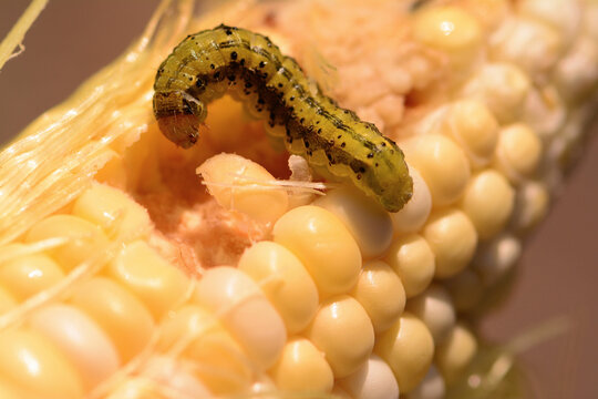 A corn earworm, Heliothis zea, eating corn kernels.; Massachusetts, USA.
