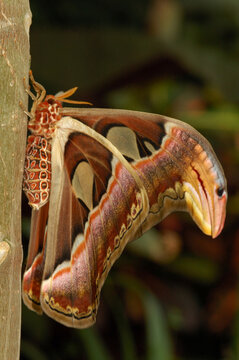 An Atlas moth (species: Attacus atlas; family: Saturniidae). The world's largest moth with a wingspan of 8".; Victoria, British Columbia, Canada
