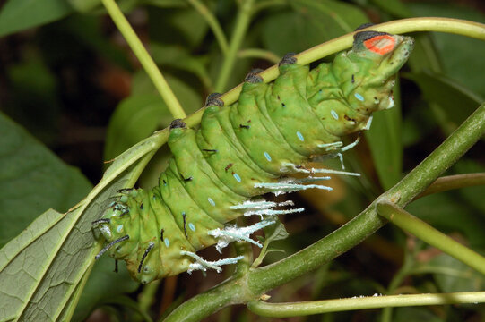 Atlas moth caterpillar (Attacus atlas). It is world's largest moth.; Victoria, British Columbia, Canada.
