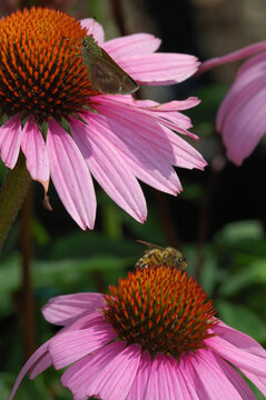 A skipper butterfly and a bee driking nectar from purple coneflowers; Belmont, Massachusetts, USA