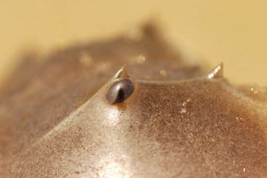 Close up of the multi-faceted, compound eye of a horseshoe crab.; Chatham, Cape Cod, Massachusetts, Monomoy Wildlife Reserve