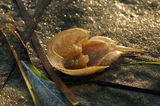 The shed skin of a young Horseshoe crab  on a sandy shore in Cape Cod.; Chatham, Cape Cod, Massachusetts