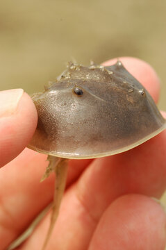 A baby horseshoe crab (Limulus polyphemus) held in a person's hand.; Chatham, Cape Cod, Massachusetts.