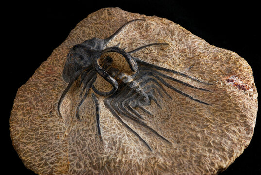 Trilobite fossil from Morocco. Dicranurus species.  Devonian era.; Arlington, Massachusetts.