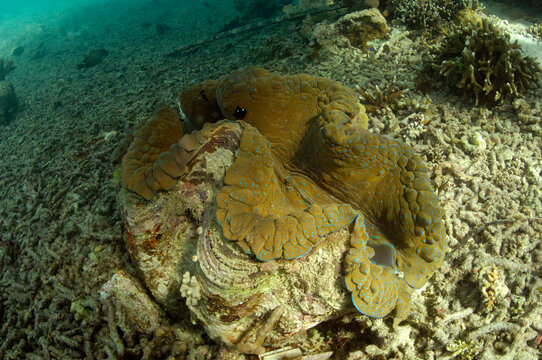 A giant clam, Tridacna gigas. It is a threatened species acc to CITES.; Derawan Island, Borneo, Indonesia.