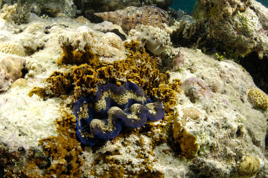 Tridacna crocea, the boring clam, is imbedded in coral.; Derawan Island, Borneo, Indonesia.