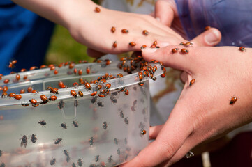 Children releasing ladybugs as part of an Earth Day celebration.; Heritage Museum and Gardens, Sandwich, Cape Cod, Massachusetts.