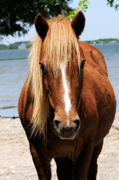 Close up portrait of a wild Chincoteague pony.; Assateague Island National Seashore, Assateague Island, Maryland.