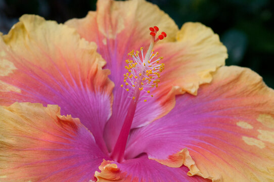 Close up of a bon temps hibiscus flower, Hibiscus rosa-sinensis.; Wellesley, Massachusetts.