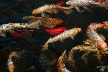 Koi fish swimming and making ripples on the surface of a pond.; Harwich, Cape Cod , Massachusetts