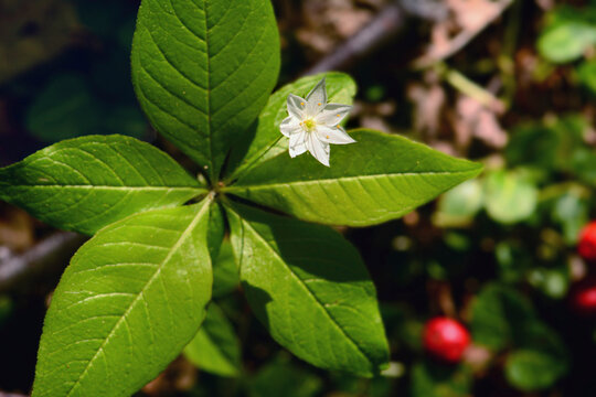 Close up of a star flower plant, Lysimachia borealis.; Cabot Trail, Cape Breton Highlands National Park, Nova Scotia, Canada.