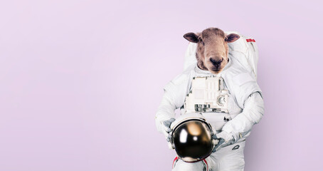 Creative funny astronaut sheep in a space suit holds a helmet on a pink background. Sheep hero, concept idea © alones