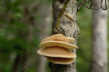 Oyster mushrooms, Pleurotus species, growing on a tree trunk in Forillon National Park.; Forillon National Park, Quebec, Canada.