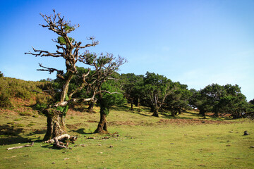 wonderful landscape on the island madeira
