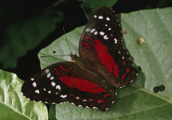 Anartia amathea butterfly(Nymphalinae) on leaf.; El Real, Darien, Panama