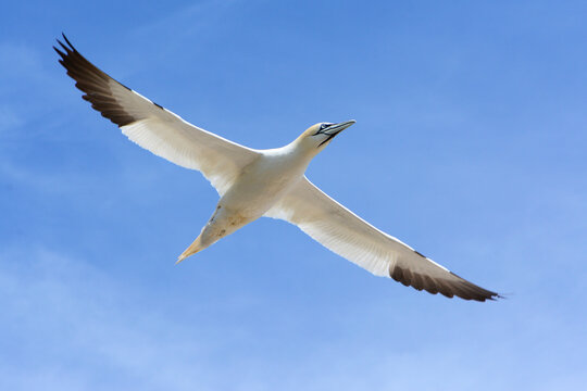 A northern gannet, Morus bassanus, in flight.; Bonaventure Island, Quebec, Canada.