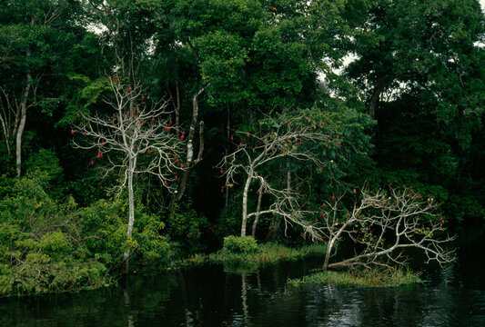 Munguba trees with red fruit & floating plants at high floods, Varzea.; Mamiraua Sustainable Development Reserve, Flooded Forest, Amazonas, Brazil