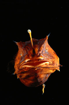 Deepsea anglerfish female(Borophryne apogon) with parasitic male.; Seattle, WA