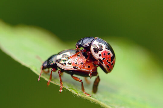 Two Calligrapha leaf beetles preparing to mate on a leaf.; Forillon National Park, Quebec, Canada.