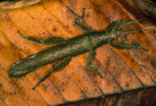 Stick insect on leaf.; Barro Colorado Island, Panama