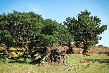 wonderful landscape on the island madeira