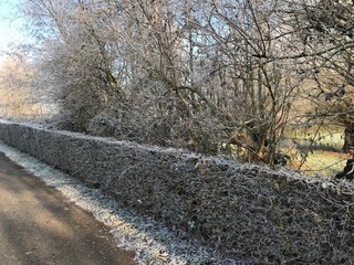 La végétation couverte de givre dans l'un des bois à Ghislenghien 
