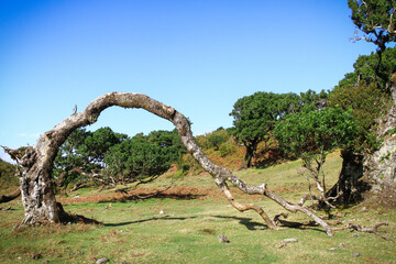 wonderful landscape on the island madeira