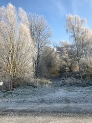 La végétation couverte de givre dans l'un des bois à Ghislenghien 