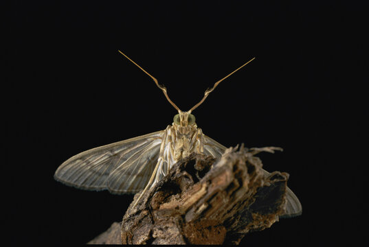 Close view of a pyraloid moth probing the air for pheromones with its antennae.