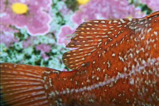 Parasitic copepod with egg sacks showing on the dorsal fin of the vermilion roc kfish (Sebastes miniatus).  Seattle Aquarium, Washington.; SEATTLE, WASHINGTON.
