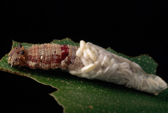 Braconid wasp larvae parasitize a butterfly caterpillar (Memphis sp.) by slowly consuming it from the inside out.; EXACT LOCATION UNKNOWN.