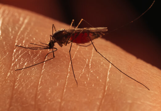 A mosquito (Anopheles quadrimaculata) from North America.  This species is resp onsible for recent outbreaks of malaria in New York City in 1991, andin Texas. 50 years ago, malaria was very common in 