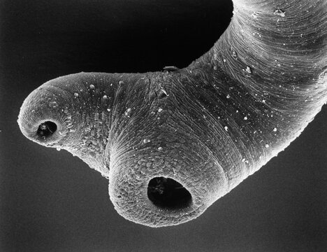A researcher releases parasitic flies that attack sugarcane-destroying caterpil lars during a biocontrol experiment.; EXACT LOCATION UNKNOWN.