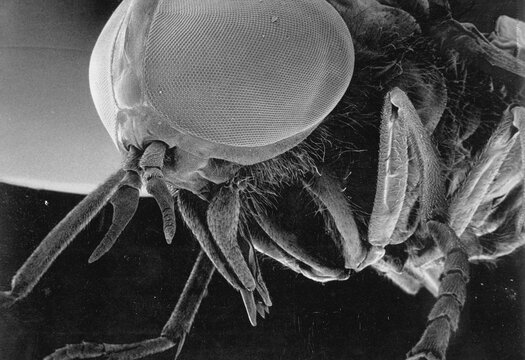 A greenhead fly (Tabanus nigrovittatus).; United States.