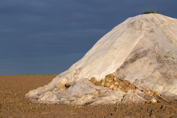 Freshly harvested sugar beets lie piled up in a mountain on the field in the morning sun in autumn. The sky is blue. The beets are covered with a cloth.