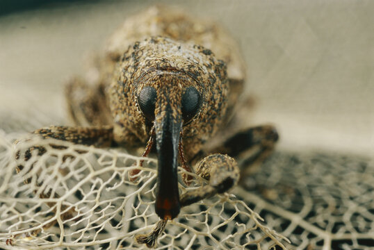 Portrait shot of a weevil looking toward the camera.; Exact location unknown.