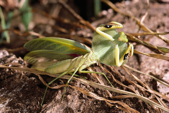 Close view of a leaf mantid (Choeradodis rhombicollis) assumes its threat postu re.; Barro Colorado Island, Panama