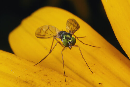 Close view of a small green fly perched on the petals of a flower.; Massachusetts