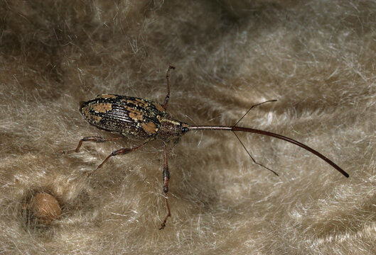 Close view of a weevil with a very long proboscis.; Mamiraua Sustainable Development Reserve, Amazonas, Brazil