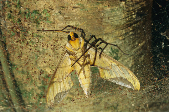 A female spider paralyzes a trapped moth with its bite.; La Selva, Costa Rica.