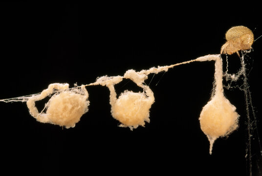 Silk sacs holding the eggs of a cone-web spider (Epeirotypus chavarria) dangle from a dragline.; La Selva, Costa Rica.