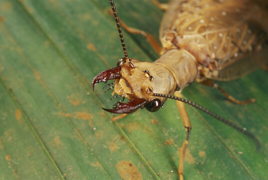 Close view of a dobson fly with its mandibles open.; La Selva, Costa Rica