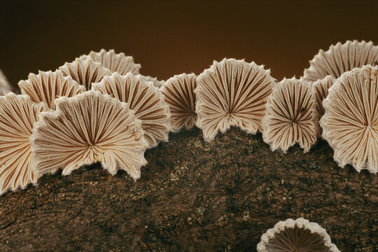 An array of common split gill mushrooms (Schizophyllum commune).; Concord, Massachusetts.