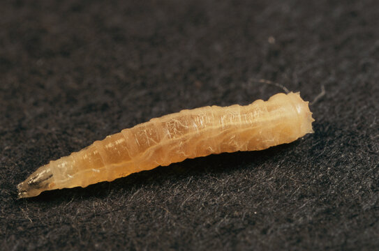 Stage two, 52 hour old blowfly larva.; Purdue University, Indiana.