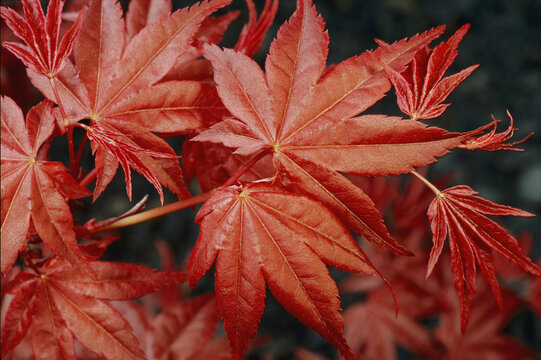 Japanese maple leaves (Acer palmatum).; Gresham, Oregon.