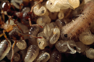 A thick-skinned butterfly caterpillar plunders a green tree ant nest.; Cairns, Queensland, Australia.