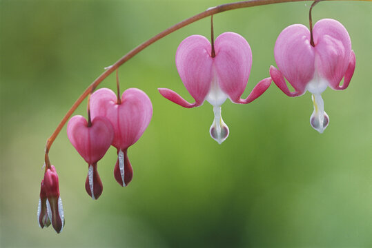 Close view of Dutchman's breeches, or bleeding hearts, in bloom.; Massachusetts.